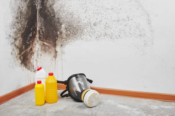 Best Residential Mold Remediation in Urbandale, IA