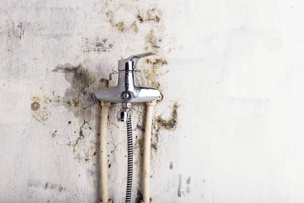 Best Commercial Mold Remediation in Urbandale, IA