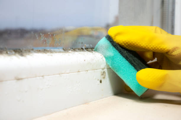 Best Kitchen Mold Remediation in Urbandale, IA