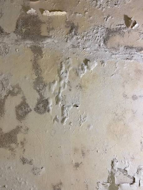 Best Localized Mold Remediation (e.g., coastal areas, humid climates) in Urbandale, IA