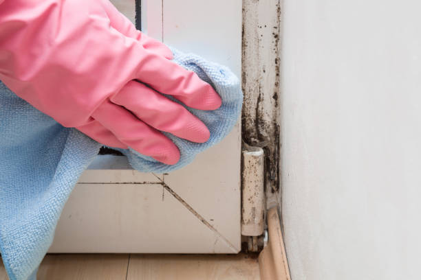Best DIY Mold Remediation Support Services in Urbandale, IA